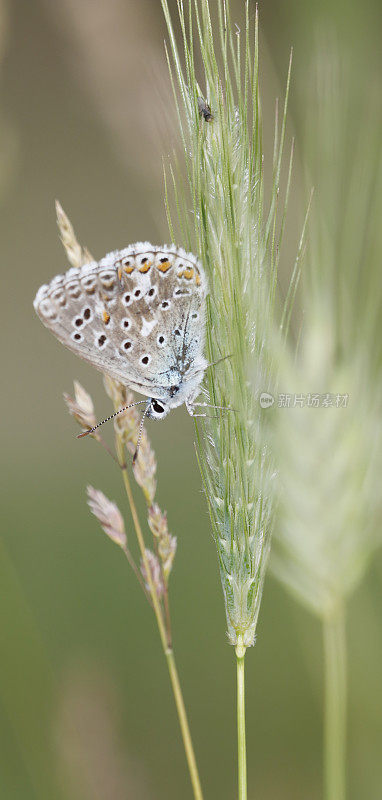 普通蓝蝴蝶(Polyommatus icarus)鲜雄